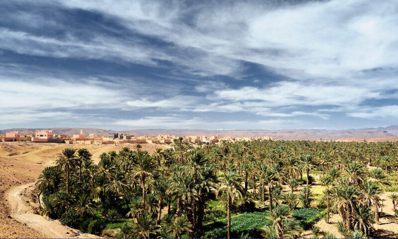 Zagora, palm grove